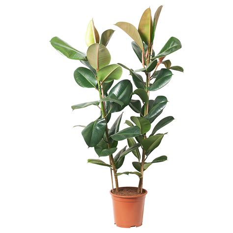 Ficus ikea