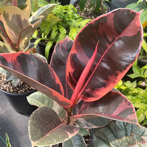 Ficus ruby. Ficus Burgundy or Ruby Tineke Rubber Plant is among one of the famous plants use as houseplants worldwide. This low maintenance plant will lit up any dull space with its large leathery burgundy foliage! $ 20.00 $ 15.99. 120mm . ADD. Add to cart; Ficus Elastica Burgundy – Rubber Plant 140mm. 
