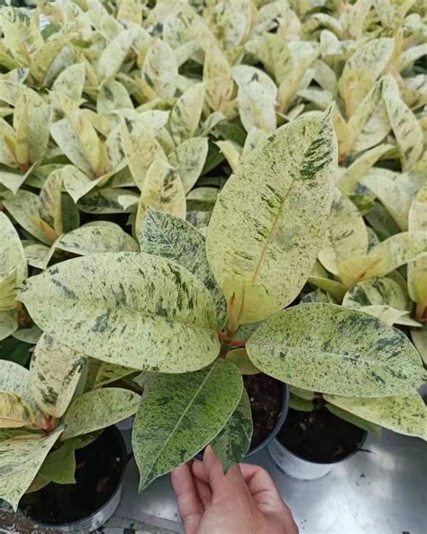 Ficus shivereana. 6” Ficus Shivereana · Item added to your cart · You may also like · Quick Links · Quick Links · 6” Ficus Shivereana ... 