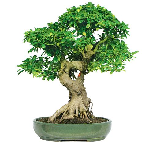 Ficus tree and ficus bonsai tree the complete guide to growing pruning and caring for ficus top varieties. - Aruba certified mobility associate study guide.