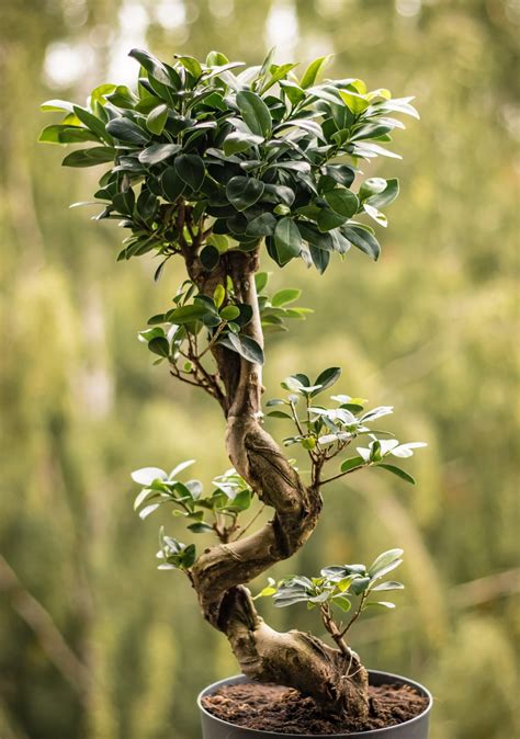 Ficus tree and ficus bonsai tree the complete guide to. - Una guida stellare andromedapleiades e sirius.