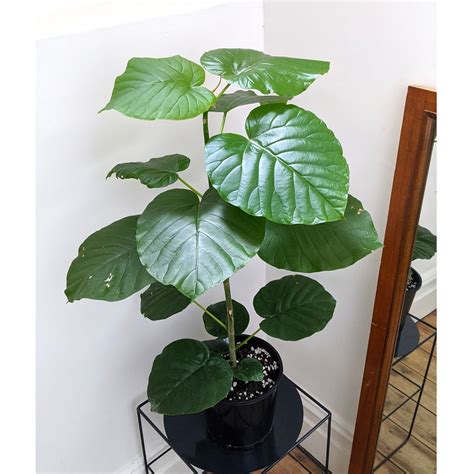 Ficus umbellata. The Ficus umbellata is a bit of a Goldilocks when it comes to temperature—not too hot, not too cold. Aim for the sweet spot between 65° and 80°F (18° - 27°C) to coax those blooms out. Humidity is another piece of the puzzle. These plants hail from the tropics, so they appreciate a bit of moisture in the air. 