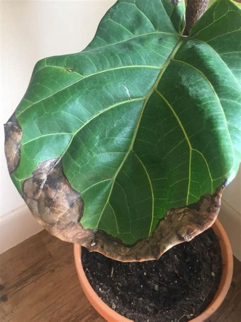 Dark brown spots or patches that form around the middle of the leaf surfaces of your fiddle leaf fig may mean root rot, possibly caused by overwatering or poor drainage. If a large area of the .... 