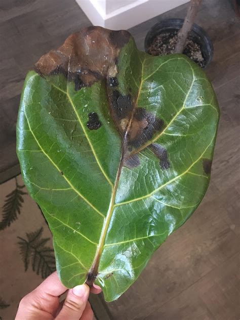 Fiddle leaf fig brown spots on leaves. Oct 18, 2018 ... If the fiddle leaf fig brown spots are light in color and the leaf looks super dry and crunchy the culprit is under watering. If the brown spots ... 