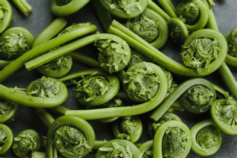 Fiddlehead Ferns Edible Michiana