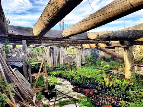 Fiddlehead Nursery // A Permaculture Adventure