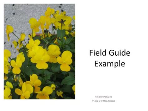 Field Guide Simplified template explainer YouTube