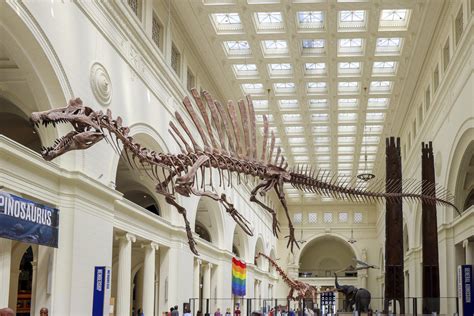 Field Museum debuts Spinosaurus exhibit featuring largest predatory dinosaur