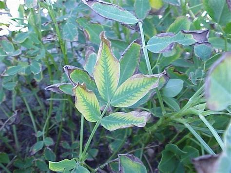 Field Symptoms of Boron Toxicity and Deficiency in Florida Peanuts