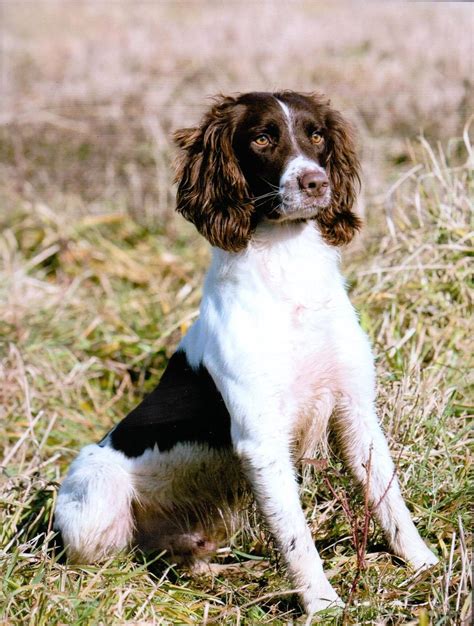 Male English Cocker pups available Liver with white markings on all 4 feet and chest Great disposition, lots of drive, eager to please and ready to learn. Parents are both personal hunters, both have strong hunting lines, genetic health testing. Call/text for more info Junction Gundogs.. 