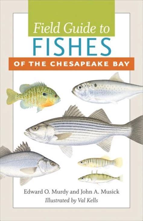 Field guide to fishes of the chesapeake bay by edward o murdy. - The guys only guide to getting over divorce and with life sex and relationships guys only guides.