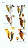 Field guide to the birds of suriname fauna of suriname. - Wirtschaft und gesellschaft. festschrift f ur gerald sch opfer.