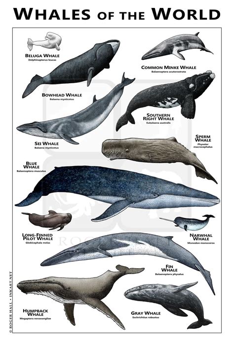 Field guide to the gray whale. - Organic chemistry study guide by wiley.
