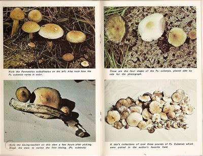 Field guide to the psilocybin mushroom species common to north america. - 2000 lexus gs 300 gs 400 original repair shop manual 2 volume set.