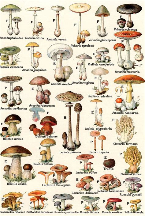 Field guide to the psilocybin mushroom. - Show leadership in the workplace scope guide.