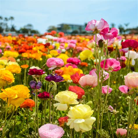 Field of flowers. Things To Know About Field of flowers. 
