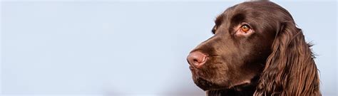 Field spaniel vermont.  Note: The positions do not show the exact position of th...