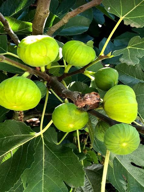 Fig Growing Guide - One Green World