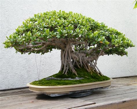 Fig bonsai. Watering. Water your ficus plants thoroughly when the top inch of soil feels dry to the touch. When the top inch of soil on your Ginseng Ficus Bonsai feels dry to the touch, give it a lot of water. Make sure that the whole root ball is wet by watering it evenly until the water drains from the bottom of the pot. 