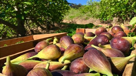 Fig farm. Aug 21, 2023 · Here’s the latest availability for NJ Fig Farm. Most of the 3 gallon pots will ship in 3’ boxes. Some varieties will be 4’ boxes. Happy Figging! Last edited by NJFigFarm; 08-21-2023, 03:54 PM . Just placed an order for Paradiso JM. 