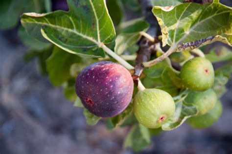 Fig stock. Things To Know About Fig stock. 