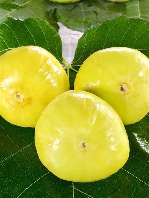 figBid is the best option for buying fig trees for 3 reasons: Safety - figBid was founded as the only safe alternative to auction, retail, and multi-vendor platforms where scam sellers, imported fig trees, and fake fig tree varieties are rampant. figBid successfully polices itself and gives our buyers and sellers peace of mind by keeping the .... 