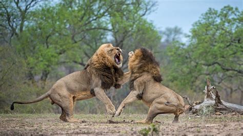 100 Brutal Moments Lion Fight For The Throne And Wh