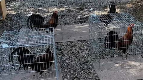 Dec 4, 2019 · Several roosters paced in their own cages. Nearby was a larger pen, closed off by white barrels stained with what appeared to be blood splatter. Tiny leg bands that could be used to attach metal ... . 