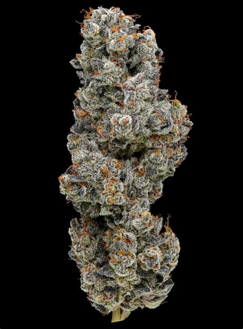 Figment is a Hybrid strain created by Fig Farms that gives incredibly potent effects of cerebral calm, blissful unfocused euphoria, and full-body relaxation. It has sweet flavors of confetti cake, candy grapes, and herbal lavender. This strain is a cross between (Purple Fig X Animal Mints Bx1).