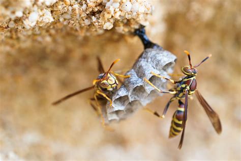 Figure . Two building a nest together by making hexagonal