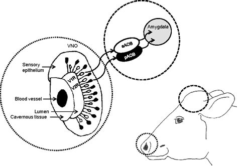 Figure 1 from Pheromones for Modulating Reproduction in Cattle
