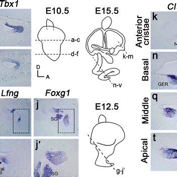 Figure 2 Spatiotemporal Expression Patterns Of Clusterin In The Mouse Inner Ear Springerlink