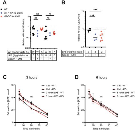 Figures and data in Connexin-43-dependent ATP release mediates …