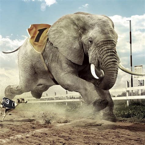 Fil yarışı