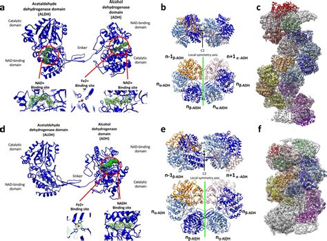 Filamentation of the bacterial bi-functional …