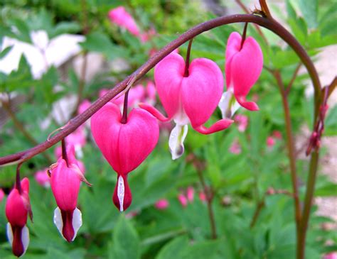 File:Flower heart.jpg - Wikimedia Commons