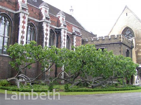 File:Lambeth Palace Great Hall fig tree.jpg - Wikimedia Commons