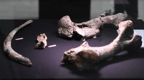 File:Remains of a Rhinoceros philippinensis found in Rizal, Kalinga ...