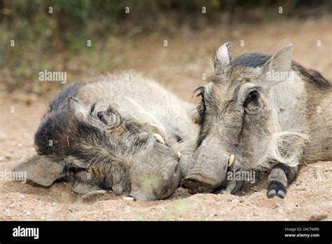 File : Warthogs (Phacochoerus africanus) young males eyeballing.jpg