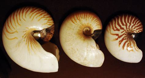 File A White Nautilus Shell Jpg Wikimedia Commons