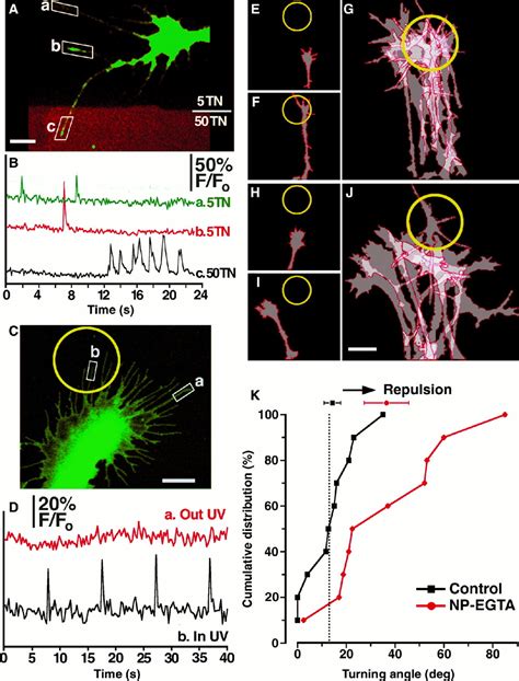 Filopodial Calcium Transients Promote Substrate …