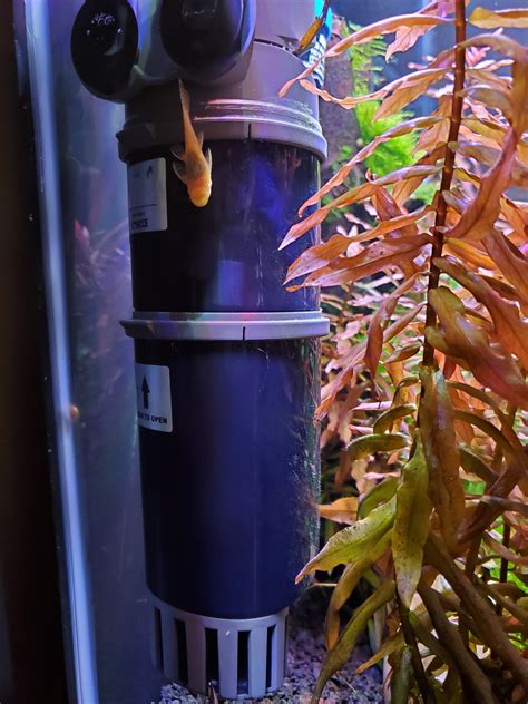 Filter Screen for Fry? The Planted Tank Forum