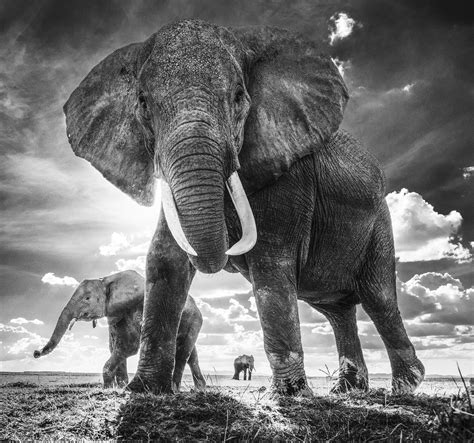 Final Print of David Yarrow