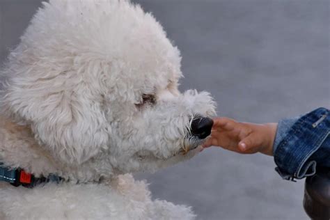 Final Thoughts The Causes of Poodle Biting Poodles do not really bite because they just feel like it — there are actually some reasons that prompt them to bite