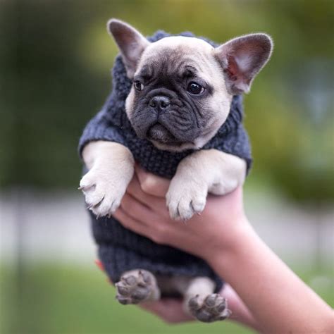 Financing French Bulldog Puppies