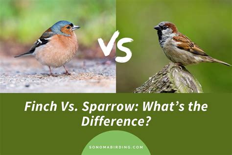 Finch and sparrow. Aug 9, 2019 · They called it Finch. Finch – Penny and Sparrow. The change wasn’t just in their mindsets. Musically, Finch introduces elements of R&B along with head bops that pivot away from their iconic folksy tone. While evolution is present, the fundamentals of what have catapulted Penny and Sparrow to the level of success they see today stays present ... 