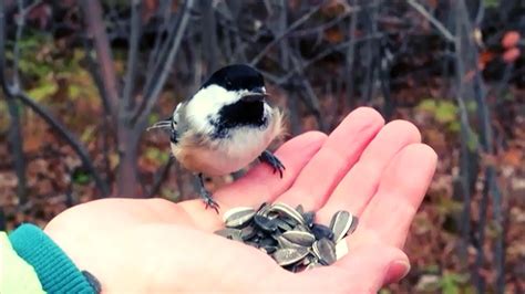 Finches Wild Bird Hand feeding - YouTube