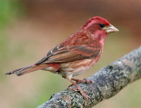 Finches of california. Sixteen species of finch have been spotted in California. Eleven of these are recognized as regularly occurring in California, plus an additional five are accidental species. This guide will help you identify them with photos, song recordings, and when and where to spot them. 