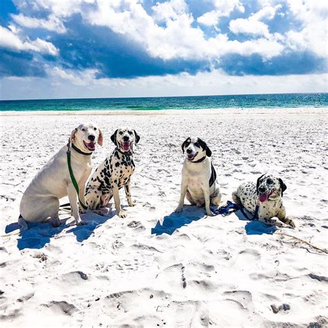 Find And Review The Best Dog Friendly Beaches in