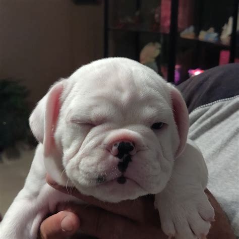 Find Bulldog Puppies For Sale
